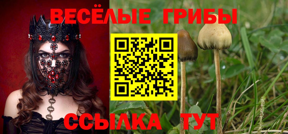 Псилоцибиновые грибы Psilocybe  Вход с VPN  Кондопога 
